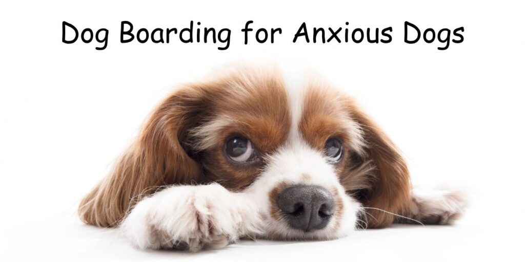 Dog Boarding for Anxious Dogs